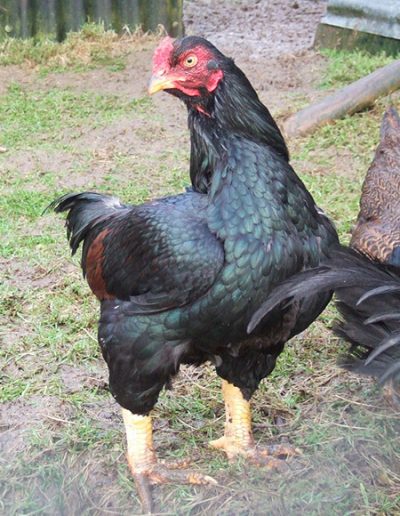 Hahn_fasanenbraun