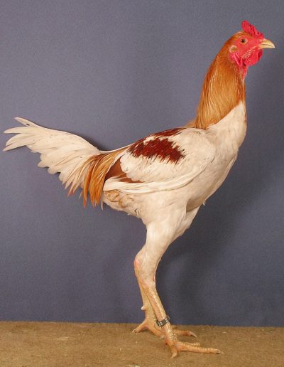 pfaelzer_0009